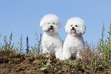 BICHON FRISE 228